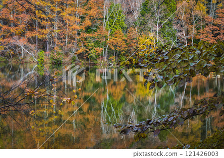 Lake Shirakaba in autumn [Hijiri Plateau] 121426003