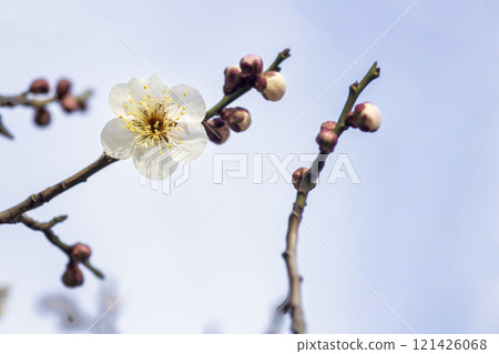 冬初春花,白梅花開景觀 冬初春花,白梅花開景觀 121426068