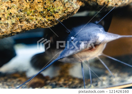 霞浦市水族館的美洲鯰魚 霞浦市水族館的美洲鯰魚 121426160