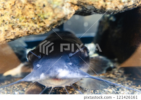 霞浦市水族館的美洲鯰魚 霞浦市水族館的美洲鯰魚 121426161