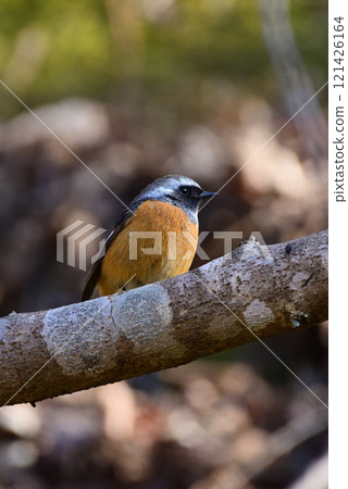 Daurian Redstart ~ Male ~ Daurian Redstart ~ Male ~ 121426164
