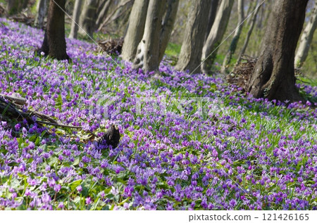 三賀茂山上的一叢炭疽病 121426165