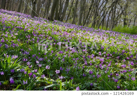 A cluster of dogtooth violets on Mt. Mikamo 121426169