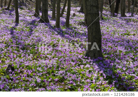 A cluster of dogtooth violets on Mt. Mikamo 121426186