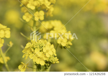 冬初春花,花開的花卉風景-2 冬初春花,花開的花卉風景-2 121426208