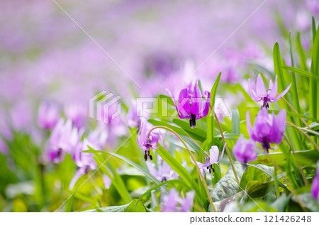 A cluster of dogtooth violets on Mt. Mikamo 121426248