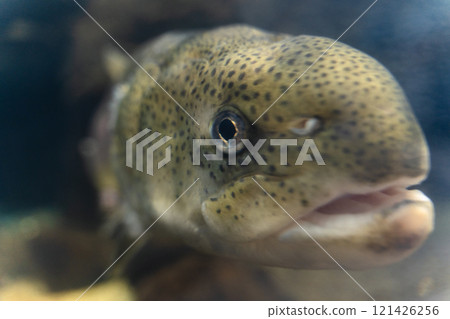 Hucho at Kasumigaura City Aquarium Hucho at Kasumigaura City Aquarium 121426256