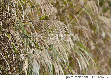 芒草 121426297