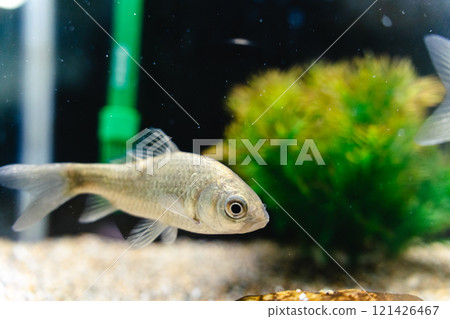 Silver crucian carp at Kasumigaura City Aquarium 121426467