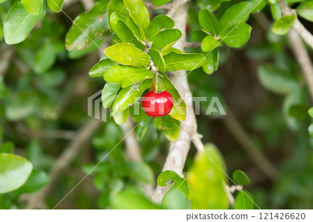 Acerola fruit Acerola fruit 121426620