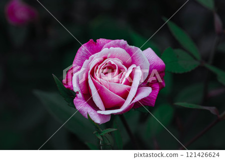 深粉色玫瑰 121426624