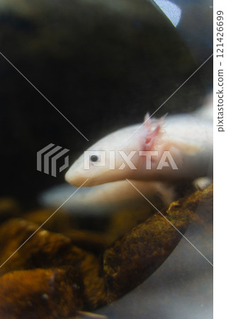 Axolotl at Kasumigaura City Aquarium 121426699