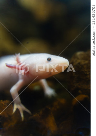 Axolotl at Kasumigaura City Aquarium Axolotl at Kasumigaura City Aquarium 121426702