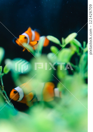 霞浦市水族館的小丑魚 121426709