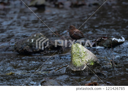 The dipper is a charming little brown bird that lives in mountain streams and creeks. 121426785