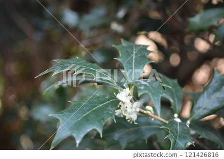 Holly Holly 121426816