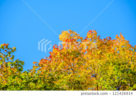 The yellow leaves of Japanese maple stand out against the blue sky The yellow leaves of Japanese maple stand out against the blue sky 121426914