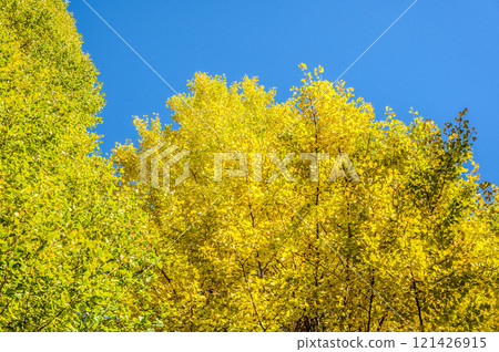 Ginkgo biloba in the blue sky Ginkgo biloba in the blue sky 121426915