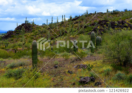 Sonora Desert Arizona Picacho Peak State Park 121426922