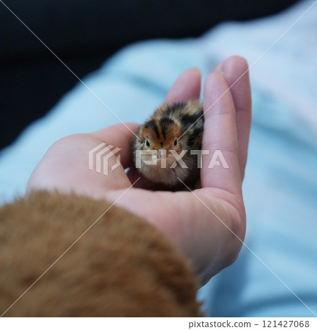一隻鵪鶉小雞在你的手掌上 121427068