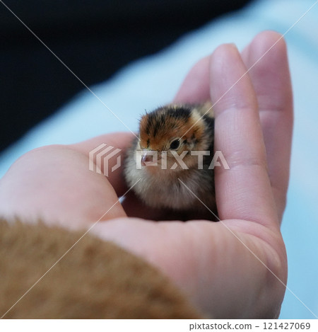 一隻鵪鶉小雞在你的手掌上 121427069