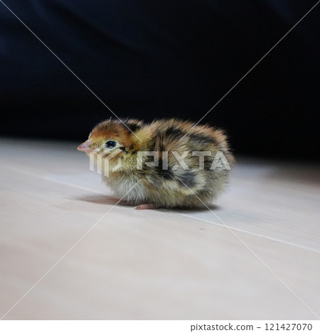 鵪鶉小雞的側面視圖 121427070