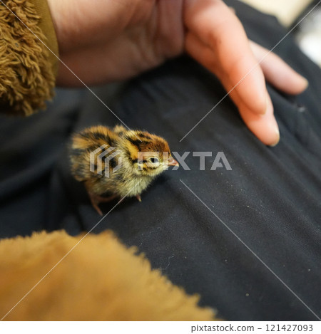 抱著一隻鵪鶉小雞 抱著一隻鵪鶉小雞 121427093