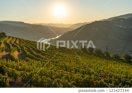 Douro Valley and Douro River at Sunrise. Golden Hour. Vineyards and Terraces. Portugal 121427194