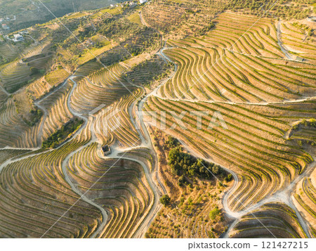 Vineyards of Douro Valley. Green Terraces on Sunny Evening 121427215