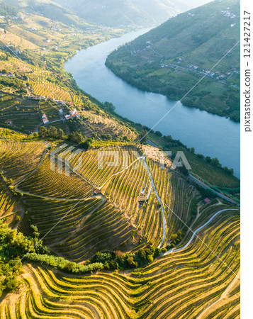 Douro Valley and Douro River. Vineyards and Green Terraces on Sunny Morning. Portugal 121427217