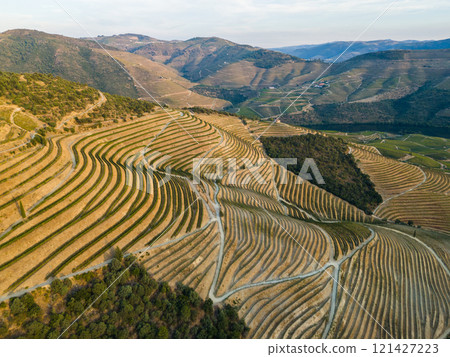 Vineyards of Douro Valley and Douro River. Green Terraces on Sunny Evening Vineyards of Douro Valley and Douro River. Green Terraces on Sunny Evening 121427223