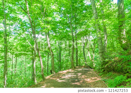 世界遺產「白神山地」 世界遺產山毛櫸林散步路 青森縣 121427253
