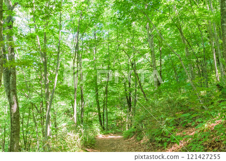 世界遺產「白神山地」 世界遺產山毛櫸林散步路 青森縣 世界遺產「白神山地」 世界遺產山毛櫸林散步路 青森縣 121427255