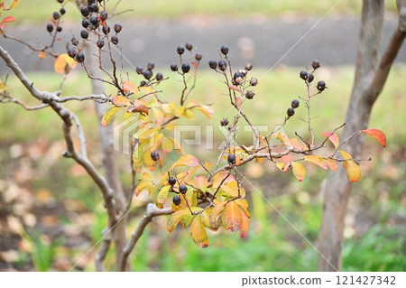 紫薇果（膠囊）和秋葉 121427342