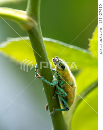 Close-up Green Weevil insect in the garden Close-up Green Weevil insect in the garden 121427610
