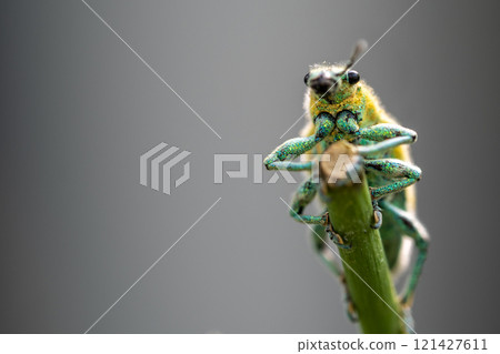 Green Weevil insect in the garden Green Weevil insect in the garden 121427611