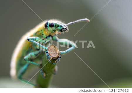 Green Weevil insect in the garden Green Weevil insect in the garden 121427612