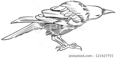 Sketch drawing illustration of a Raven grunge style on a transparent background 121427755