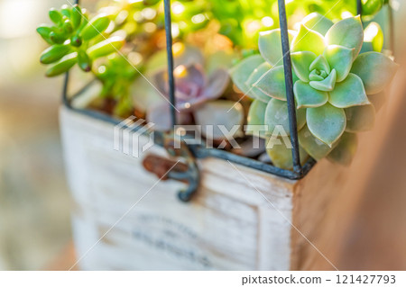 Air plant interior image Air plant interior image 121427793