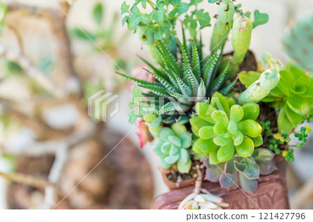 Air plant interior image 121427796