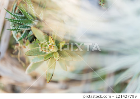Air plant interior image Air plant interior image 121427799