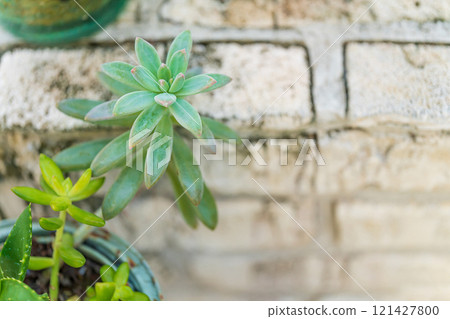 Air plant interior image Air plant interior image 121427800