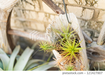 Air plant interior image Air plant interior image 121427807