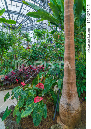 植物園的象徵性溫室-論會公園(愛知縣豐橋市) 植物園的象徵性溫室-論會公園(愛知縣豐橋市) 121427945