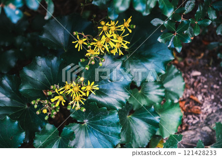 [Ise Shrine Geku] Yellow flowers and deep green leaves 121428233