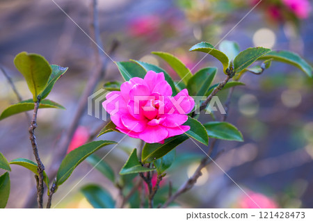 粉紅色的sasanqua花 121428473