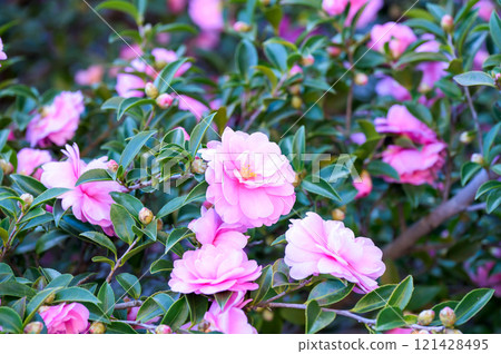 Pink sasanqua flowers Pink sasanqua flowers 121428495