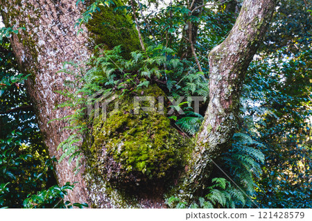 [Ise Shrine Geku] Lush greenery 121428579