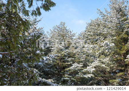 Snow-covered forest on a sunny winter day 121429014