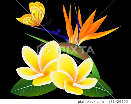 Frangipani Plumeria with a paradise flower and a butterfly, on a black background. 121429293